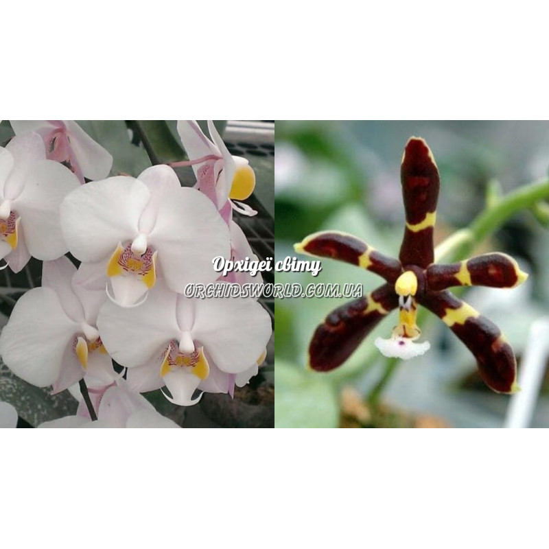 Орхидея Phal. Philippensis x Mannii var Black - купить, доставка